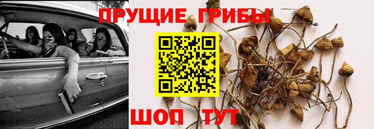 Вятские Поляны  Галлюциногенные грибы мицелий  Вход с VPN  Галлюциногенные грибы Magic Shrooms 
